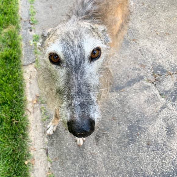 Meet your Posher, Catalina - Picture 1 of 1